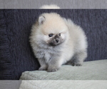 Small Photo #6 Pomeranian Puppy For Sale in HOUSTON, TX, USA