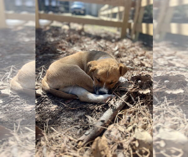 Medium Photo #1 Labrador Retriever-Unknown Mix Puppy For Sale in The Woodlands, TX, USA