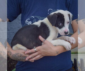 Antsy - Male American Staffordshire Terrier-Border Collie Mix Dog for Adoption - Photo #2
