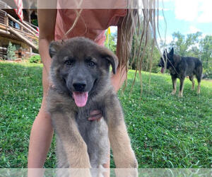 German Shepherd Dog Puppy for sale in MITCHELL, IN, USA