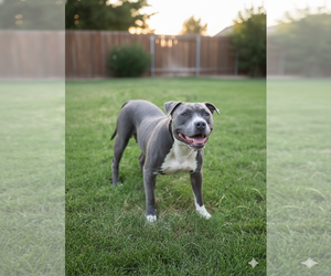 Mutt Dogs for adoption in Spotsylvania, VA, USA