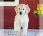 Small Photo #5 Golden Retriever Puppy For Sale in MANHEIM, PA, USA