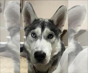 Siberian Husky-Unknown Mix Dogs for adoption in Grand Prairie, TX, USA