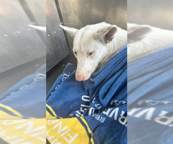 Medium Photo #1 Siberian Husky-Unknown Mix Puppy For Sale in San Antonio, TX, USA