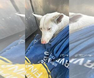 Siberian Husky-Unknown Mix Dogs for adoption in San Antonio, TX, USA