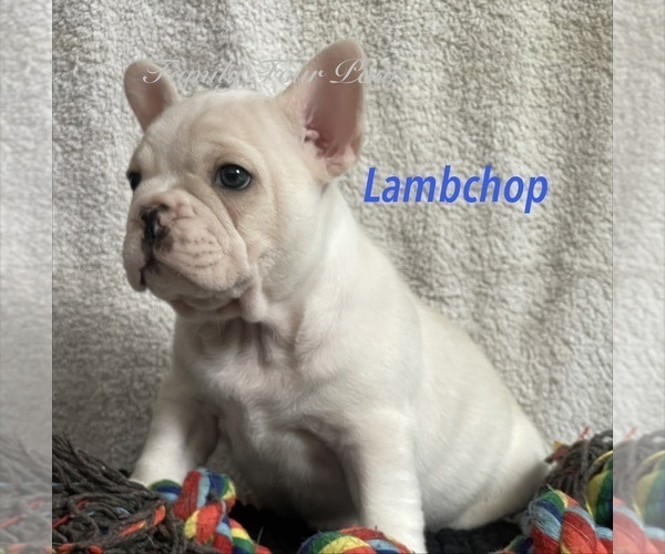 Medium Photo #3 Faux Frenchbo Bulldog Puppy For Sale in HOODSPORT, WA, USA