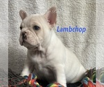 Small Photo #4 Faux Frenchbo Bulldog Puppy For Sale in HOODSPORT, WA, USA