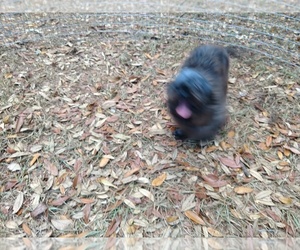 Shih Tzu Dogs for adoption in DOUGLAS, GA, USA