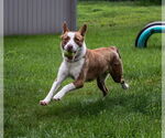 Small #7 American Pit Bull Terrier-Border Collie Mix