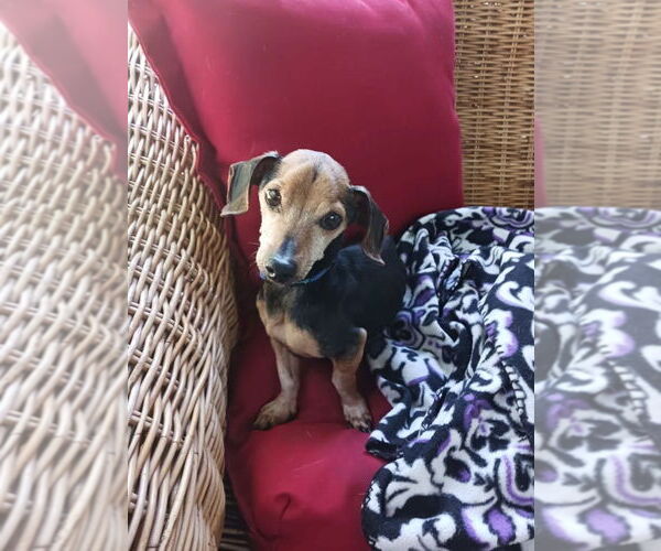 Medium Photo #4 Dachshund-Unknown Mix Puppy For Sale in Myrtle Beach, SC, USA