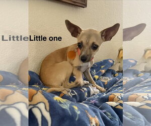 Chihuahua-Unknown Mix Dogs for adoption in Colorado Springs, CO, USA