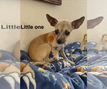 Small Chihuahua Mix