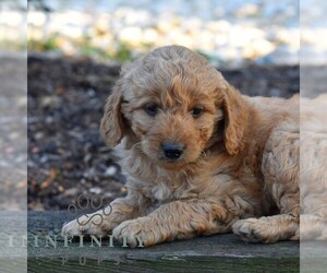 Goldendoodle (Miniature) Puppy for sale in SUNBURY, PA, USA