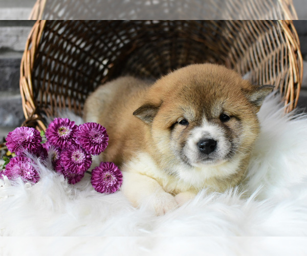 Medium Photo #1 Shiba Inu Puppy For Sale in NAPPANEE, IN, USA
