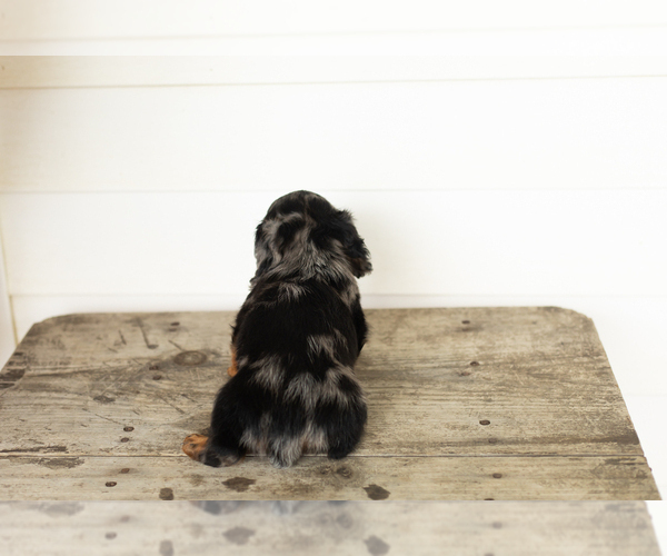 Medium Photo #5 Dachshund Puppy For Sale in MILFORD, IN, USA