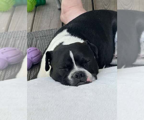 Medium Photo #3 Mutt Puppy For Sale in Shelburne, VT, USA