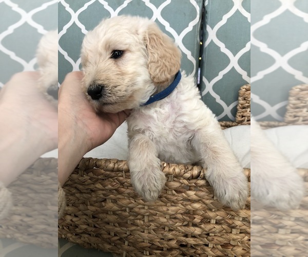 Medium Photo #3 Labradoodle Puppy For Sale in ELK GROVE, CA, USA