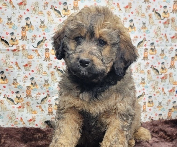 Full screen Photo #1 Bernedoodle Puppy For Sale in BLAKESBURG, IA, USA