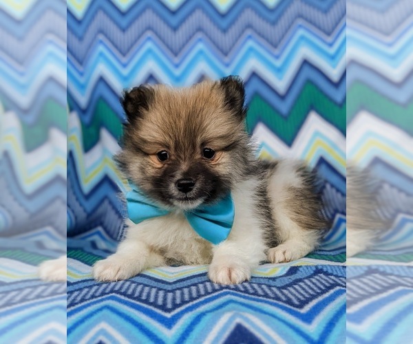 Medium Photo #6 Pomeranian Puppy For Sale in CHRISTIANA, PA, USA