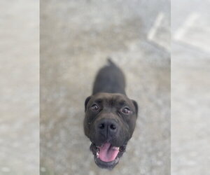 Zeus Maximus - Male Mutt Dog for Adoption - Photo #3