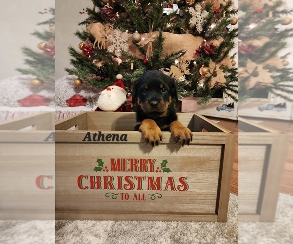 Full screen Photo #1 Rottweiler Puppy For Sale in COTTLEVILLE, MO, USA