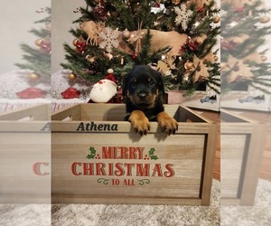 Rottweiler Puppy for sale in COTTLEVILLE, MO, USA