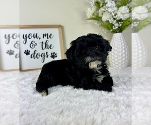 ShihPoo Puppy for sale in GREENFIELD, IN, USA