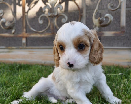 Medium Photo #23 Cavapoo Puppy For Sale in PHOENIX, AZ, USA