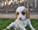 Small Photo #23 Cavapoo Puppy For Sale in PHOENIX, AZ, USA