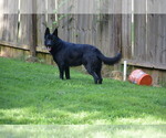 Small Photo #1 German Shepherd Dog Puppy For Sale in POWDER SPRINGS, GA, USA