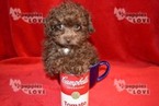 Small Photo #20 Poodle (Toy) Puppy For Sale in SANGER, TX, USA
