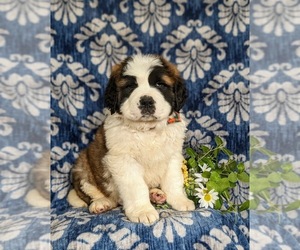 Saint Bernard Puppy for sale in QUARRYVILLE, PA, USA