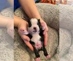 Small Photo #1 Boston Terrier Puppy For Sale in HARRISBURG, PA, USA