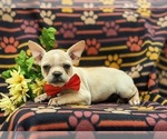 Small Photo #4 Faux Frenchbo Bulldog Puppy For Sale in GLEN ROCK, PA, USA