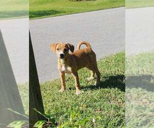 Border Terrier-Unknown Mix Dogs for adoption in Holly Springs, NC, USA