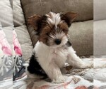 Small Photo #4 Biewer Terrier Puppy For Sale in CANBY, OR, USA