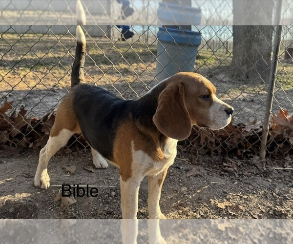 Medium Photo #1 Beagle Puppy For Sale in FORDLAND, MO, USA