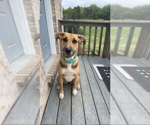 German Shepherd Dog-Unknown Mix Dogs for adoption in Aurora, IN, USA
