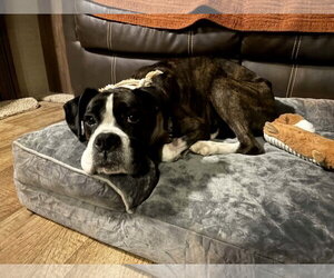Boxer Dogs for adoption in Burnsville, MN, USA