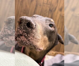 Nellie Adoption Pending! - Female Doberman Pinscher Dog for Adoption - Photo #17