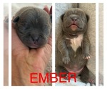 Puppy Ember Faux Frenchbo Bulldog