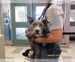 Small Staffordshire Bull Terrier
