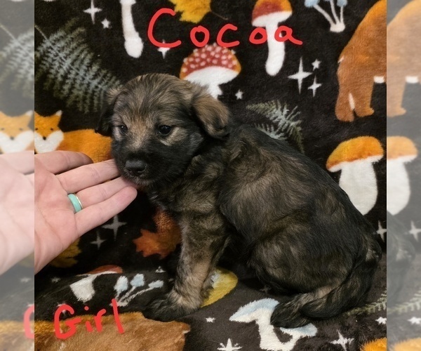 Medium Photo #12 Chizer Puppy For Sale in MONTEZUMA, GA, USA