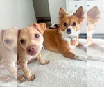 Small #4 Chihuahua Mix