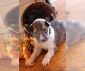 Collie Puppy for sale in KINGSPORT, TN, USA
