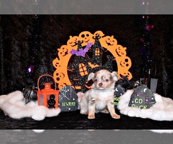 Medium Photo #4 Chihuahua Puppy For Sale in CHARLESTON, AR, USA