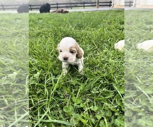 Cocker Spaniel Puppy for sale in TRINITY, NC, USA