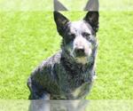 LUCKY - Male Mutt Dog for Adoption - Small photo
