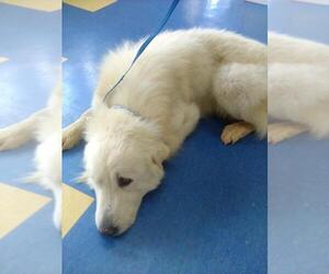 Great Pyrenees Dogs for adoption in Spring, TX, USA
