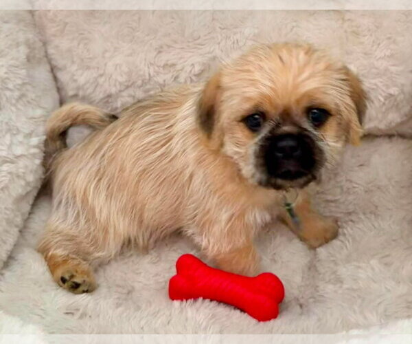Medium Photo #2 Pug Puppy For Sale in Menifee, CA, USA
